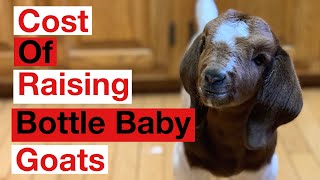 How To Feed Bottle Baby Goats and The Cost Of Raising Bottle Goats