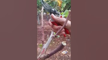 2-10 grapevine cutting #grape #nho #nhoninhthuận #anhhainho