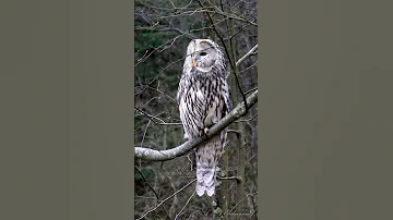 URAL OWL - Длиннохвостая неясыть.