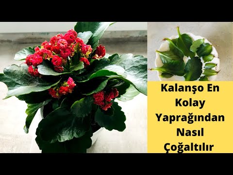 Yapraktan hızlı kök oluşturma/Yosun ile Kalanşo, Yılbaşı çiçeği,menekşe /yosun ile çiçek bakımı/