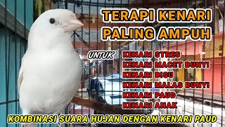 TERAPI BURUNG KENARI DENGAN SUARA HUJAN - Efektif dan ampuh untuk kenari stres dan macet bunyi