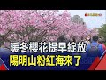 3公里夜櫻花海浪漫綻放！內湖樂活公園2000株櫻花樹 河畔美景免費拍到飽｜非凡財經新聞｜20240202