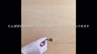 《ハンドメイド》綿毛のたんぽぽの綿毛のドライフラワーの作り方astin muhler