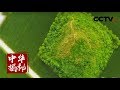 《中华揭秘》 曹魏大墓劫余记 洛阳南郊惊现神秘大墓 20180705 | CCTV科教