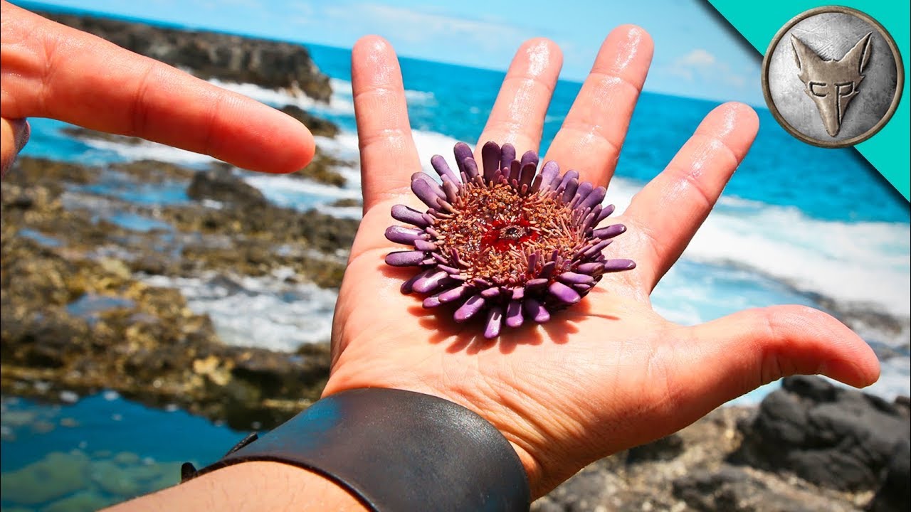 ⁣SPIKED by a Sea Urchin?