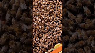 🐝queen bee liked the video. follow #bee #honey #discover #like #follow #queen bee