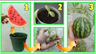 FREE WATERMELON all the tricks to grow it at home and have incredible results, baby watermelon,