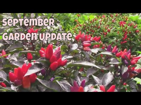 Βίντεο: September Garden Tasks – Upper Midwest Gardening το φθινόπωρο