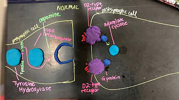 Dopamine Cell Signaling Pathway- Sam