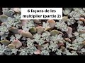 Multiplication des succulentes  partie 2