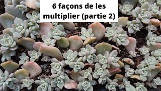 MULTIPLICATION DES SUCCULENTES - PARTIE 2