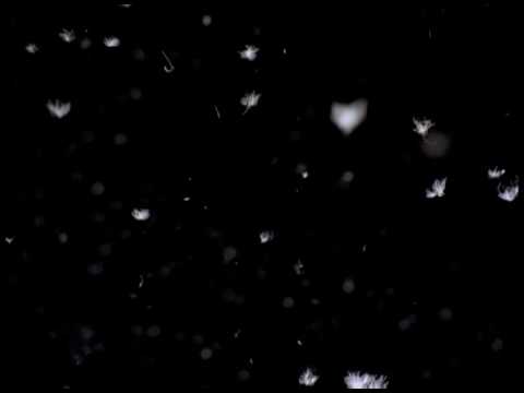 feathers falling