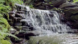 A Peaceful 'Magical' Green Haven at Penn