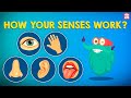 How Your Senses Work? | The Five Senses | The Dr Binocs Show | Peekaboo Kidz