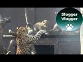 Amur Leopard Mum Doesn't Want Cub To Climb