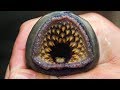 10 TERRIFYING Sea Creatures You Didn't Know Existed!