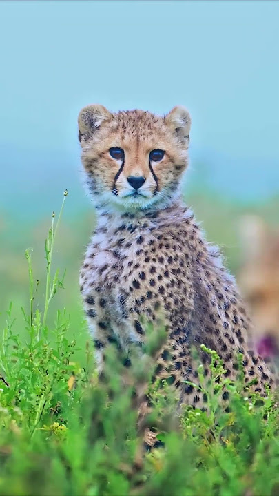 The cheetah is the world’s fastest land animal and Africa’s most endangered big cat.