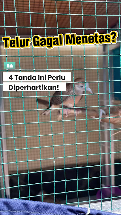 Tanda Telur Perkutut Gagal Menetas! Cek 4 Tanda Ini! #perkutut #perkututbangkok #perkututlokal