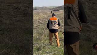 Stella wants to flush first! #pointer #birddog #hunting #chukarhunting #shorts #shortvideo #short
