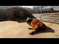 Walking Nizhny Novgorod: zoo &quot;Limpopo&quot;. Зоопарк Лимпопо 1-ая площадка