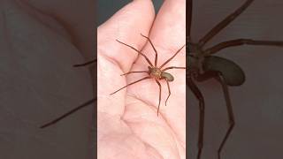 Handling A Brown Recluse