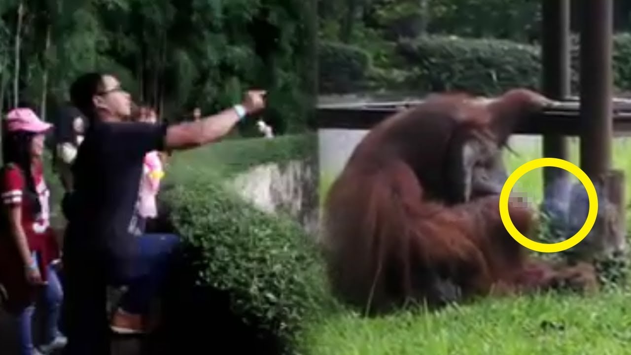 Viral Orangutan Merokok Dari Lemparan Rokok Masih Menyala Milik