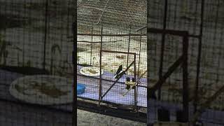 Animal Video : Buat Apa Tu ?? Burung Mengawan