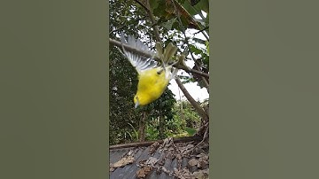 pikat burung sirtu