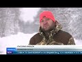 Стаи волков вышли из леса из-за снега и нападают на российские деревни