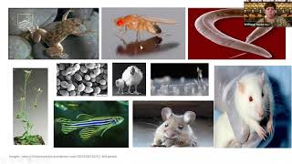 Works that Shaped the World: The Concepts and Practices Associated with “Model Organisms”