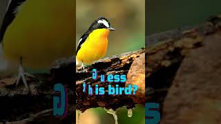 The Expert Mid-Air Insect Hunter! 🦅 Can You Name It