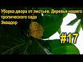 #17. Уборка двора от листьев. Деревья нашего тропического сада. Эквадор, побережье, украинская семья