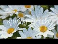 ❉✎﹏spring breeze ︴kpop playlist 🌸🌸🌸