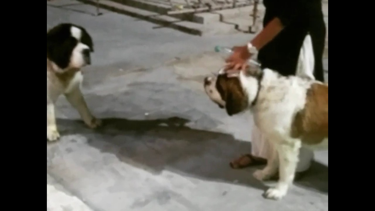 saint bernard aggression