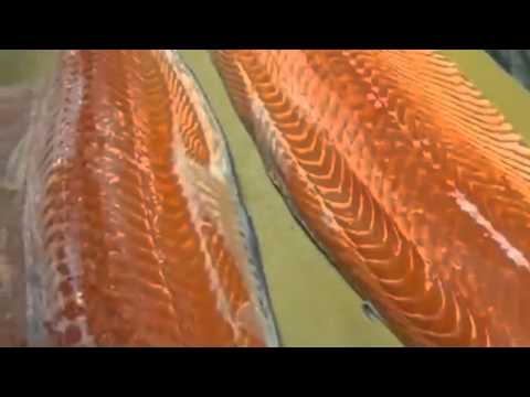 How To Fillet A Whole Salmon How To Make Sushi Series How To Make Sushi Vinegar-11-08-2015