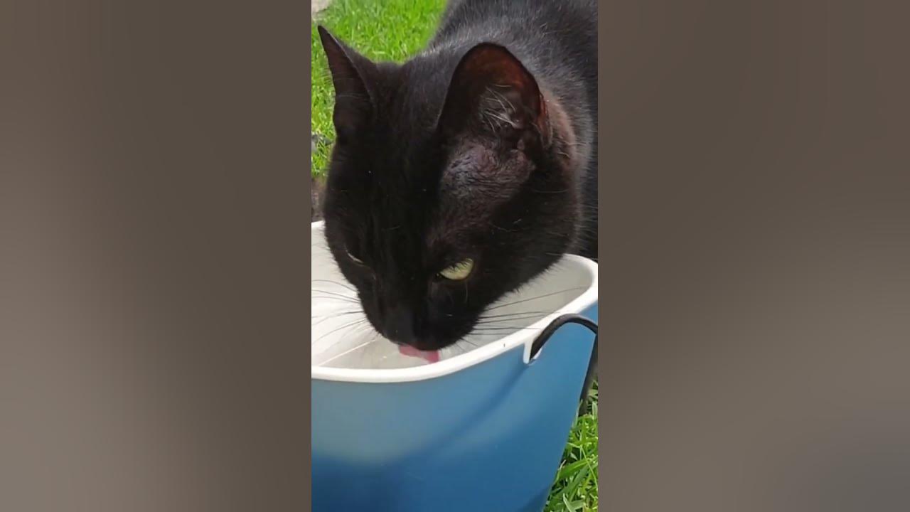 Kmart dog water fountain mat｜TikTok Search