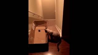 Guy tricks cat into sliding down stairs in box | ORIGINAL