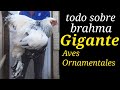 gallinas brahma gigantes, características, ventajas,  desventajas y producción de huevos.