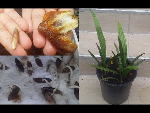 Vidéo: Date Palm Growing - Comment prendre soin d'un palmier dattier