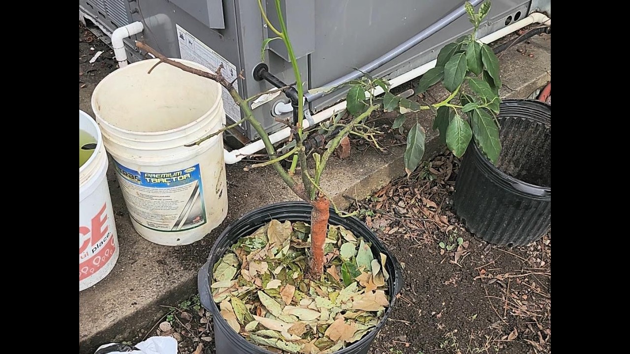 Moving my Stewart Avocado to a larger Pot Size