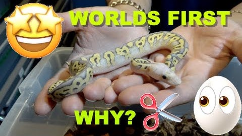 WORLDS FIRSt Ball Python Clutch Update! Why Do I Cut Eggs?