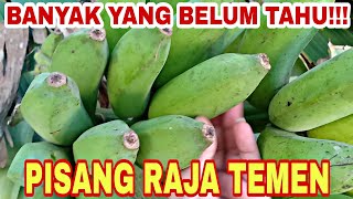 Ciri pisang raja temen atau raja sajen beserta kelebihannya yang wajib kalian tahu!!!