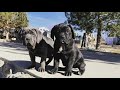 Cane Corso Puppy to 1 year old!