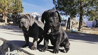 Cane Corso Puppy to 1 year old!