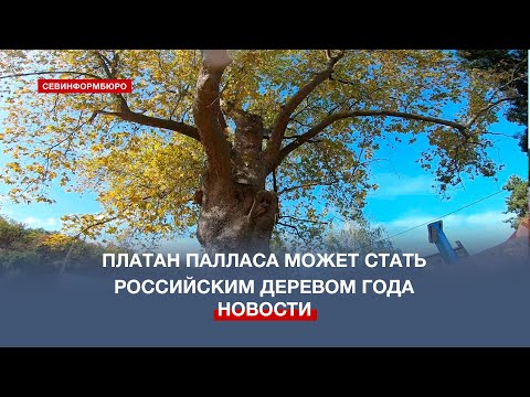 Платан Палласа в селе Терновка может стать Российским деревом года – 2023