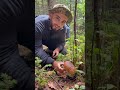 #карпати#природа#ліс#гриби#кайф#відпочинок 2025 🌲🍄🟫