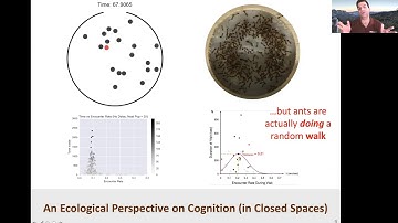 Ants as Models for Mobile Neural Networks (A Lightning Talk at SciFoo 2020 from Ted Pavlic)