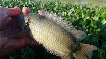 Câu cá rô đồng, cá thác lác.chuyến câu xa cùng fan và cái kết..