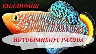 Рыбки Киллифиш. Нотобранхиус Рахова. Содержание, разведение, совместимость и уход