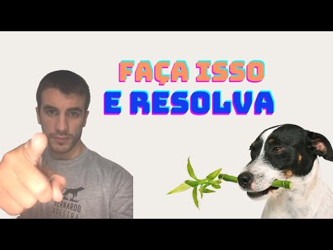 Vídeo: Como crescer um jardim de ervas para o seu cão